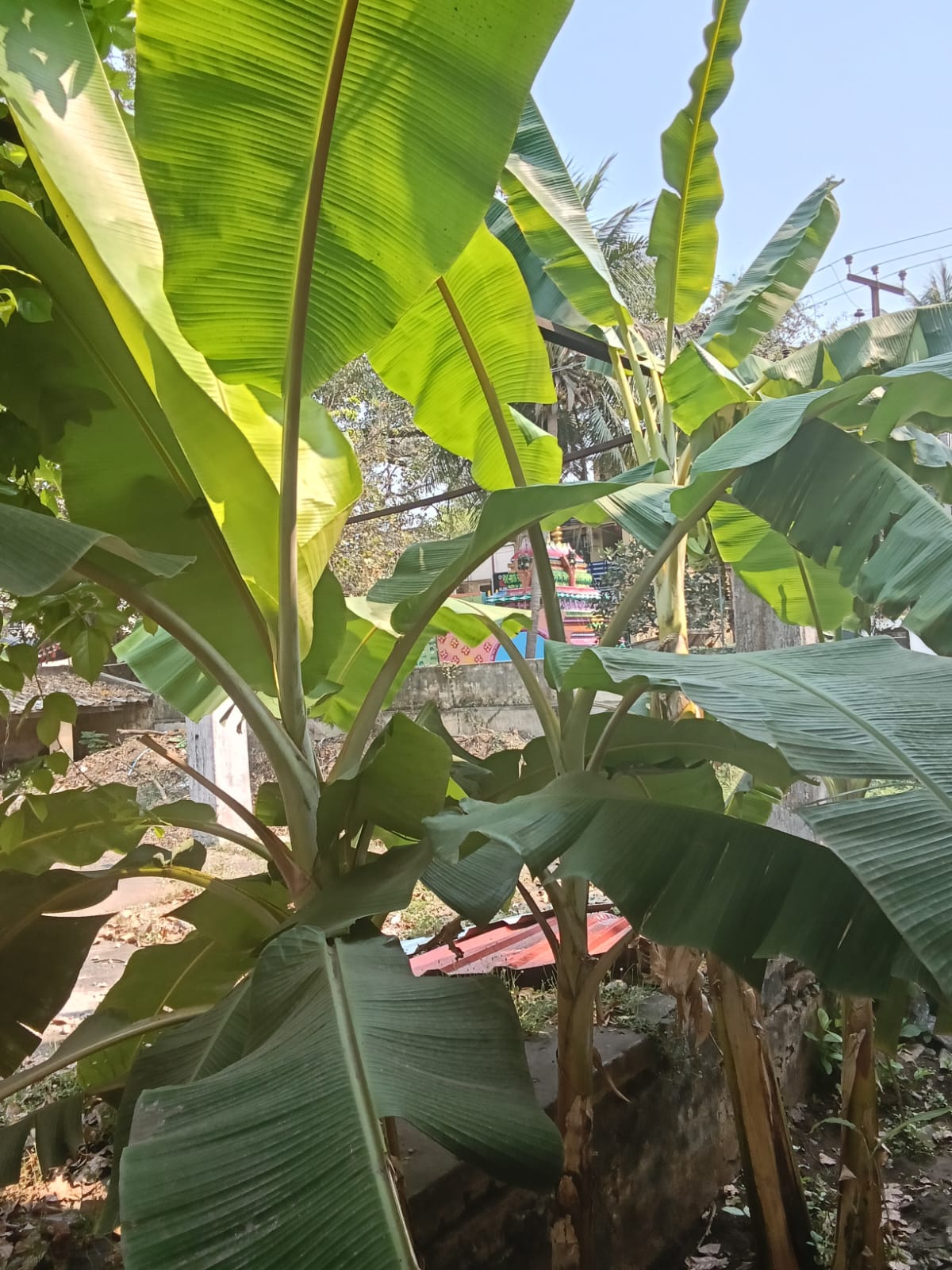 WhatsApp Image 2026-03-26 at 2.23.13 PM.jpeg